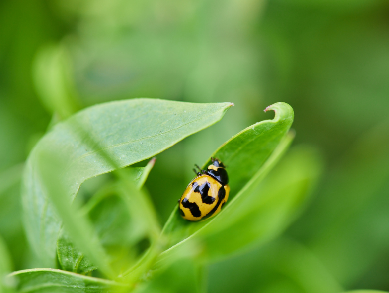 Landcare Australia Partnership