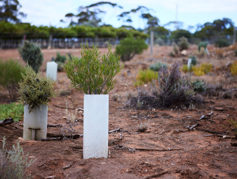 100,000 native trees and shrubs to be planted across the country each year
