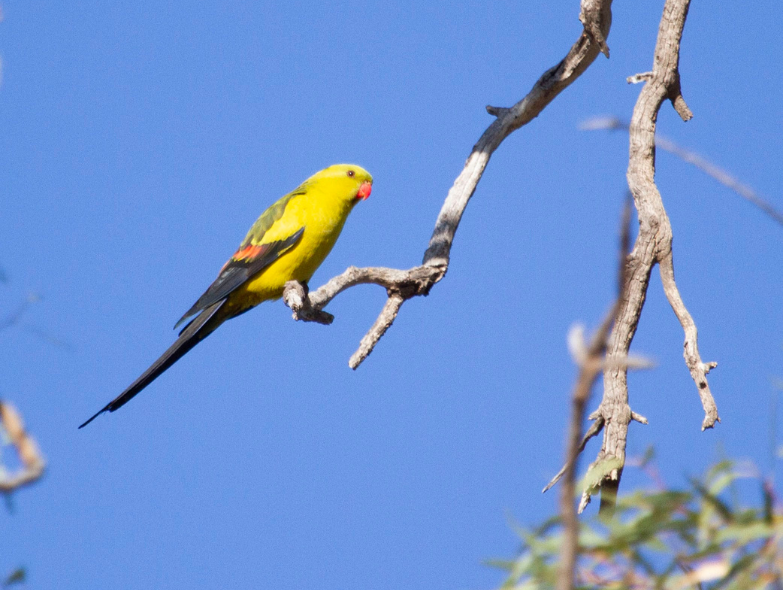 Regent parrots thriving in SA wetland